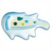 MODEL OF AMOEBA